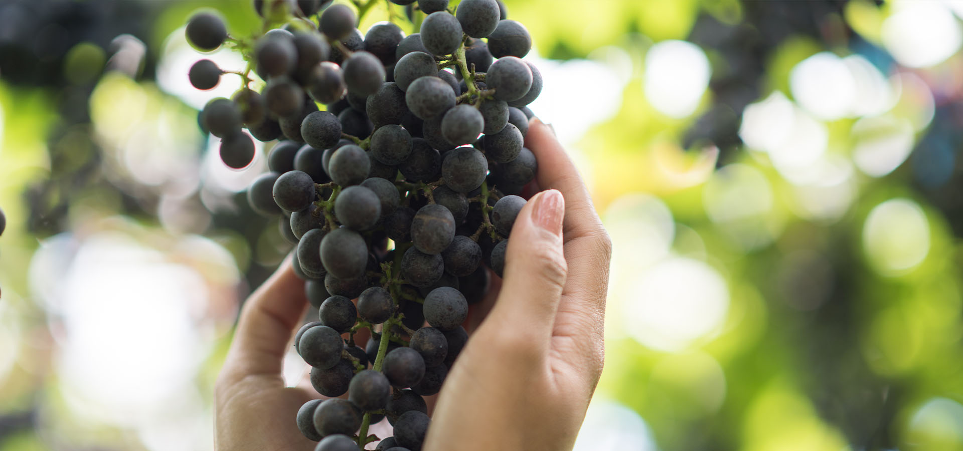 Pourquoi choisir un vin bio ?