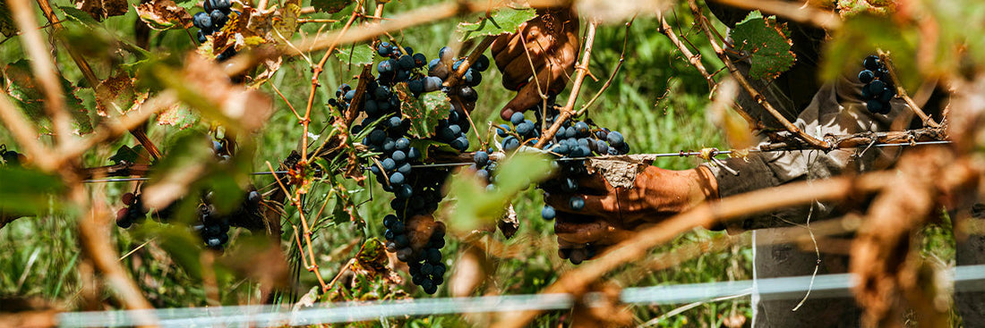 Vin bio : avec ou sans sulfites ? On démystifie tout