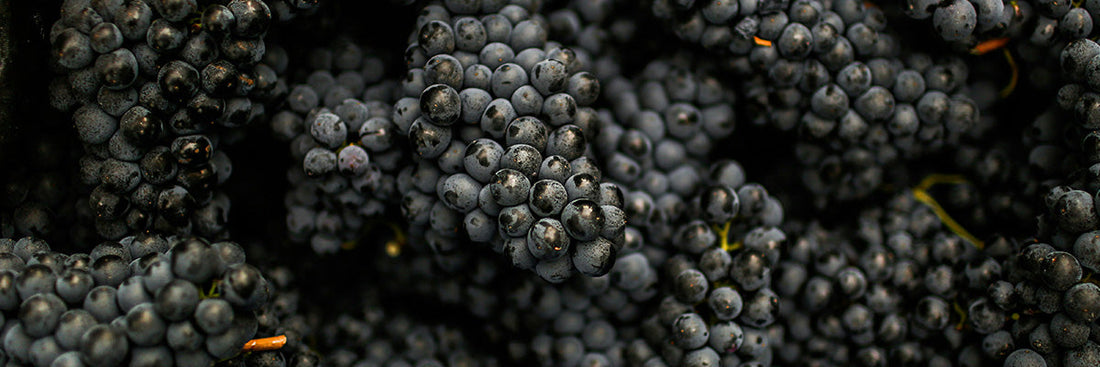 Nos meilleurs vins bio à moins de 15€