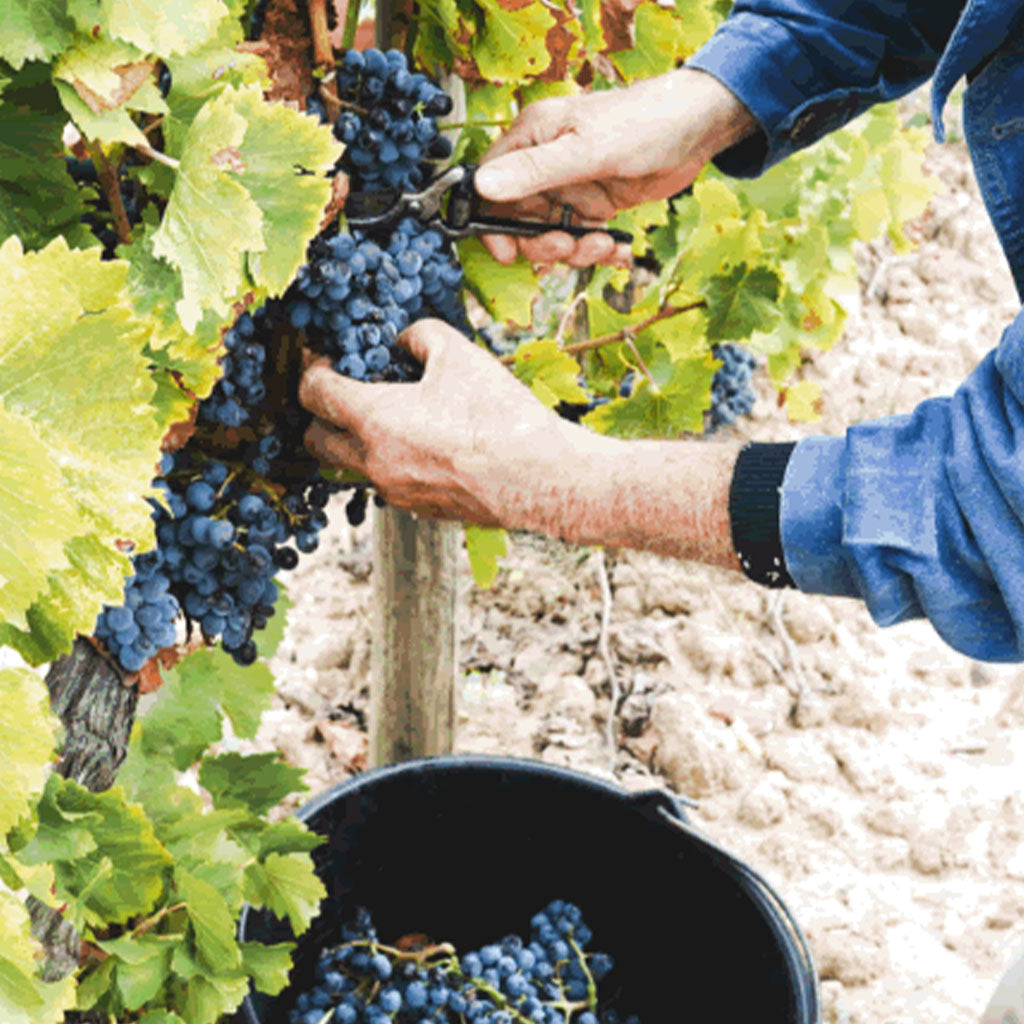 Domaine des Homs