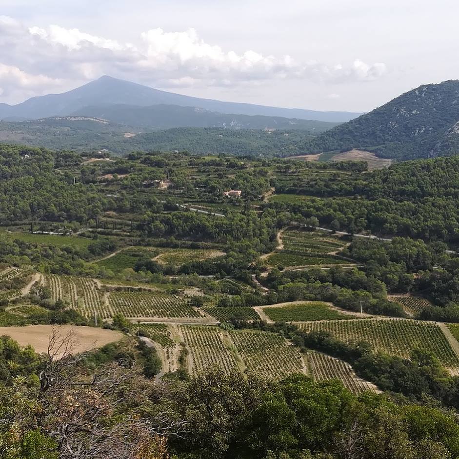 Vignes Labadens au printemps