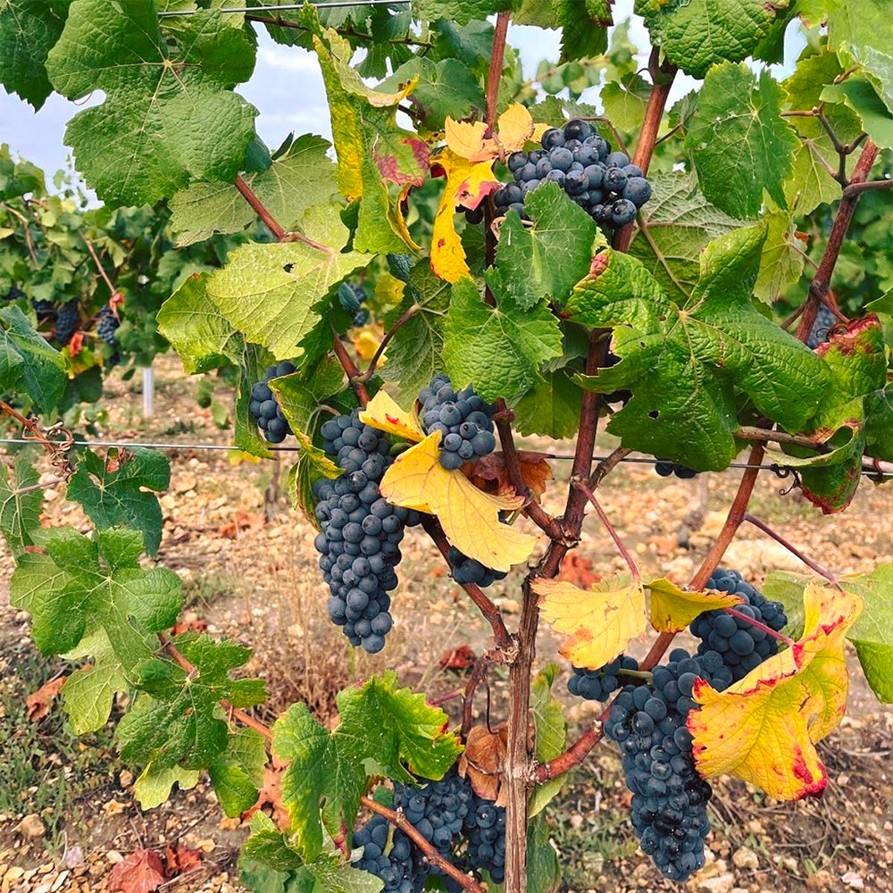 Vin bio & co