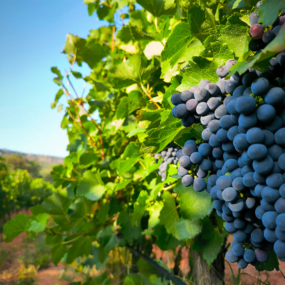 Vin bio & co