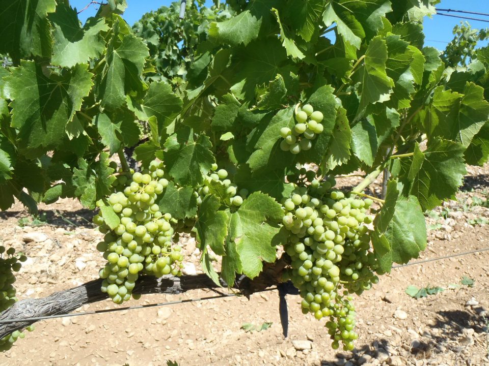 Raisins blancs Labadens