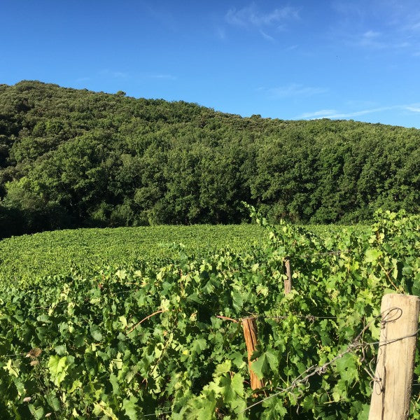 Vin bio & co