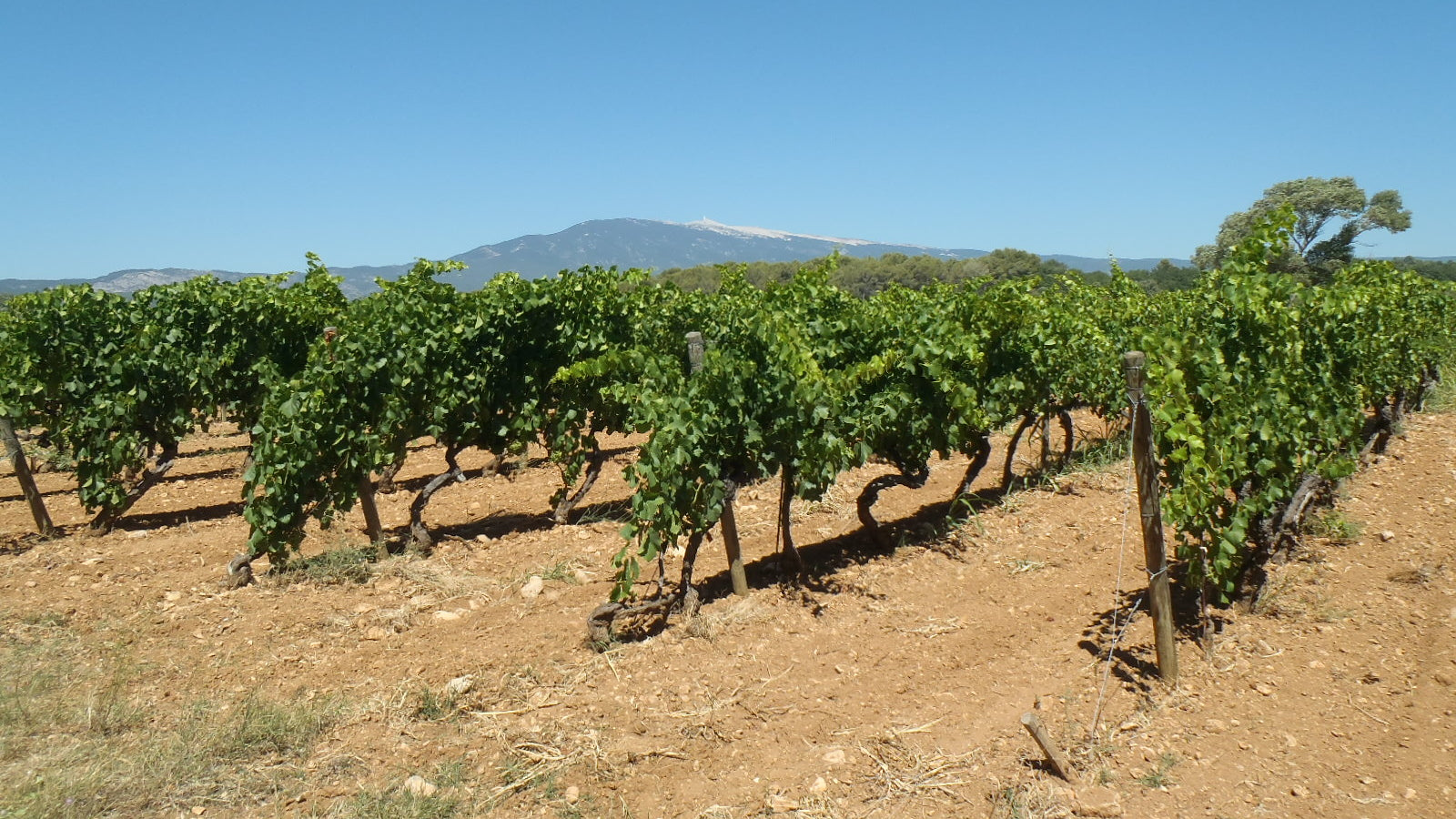 Vignes du domaine Labadens, Vallée du Rhône